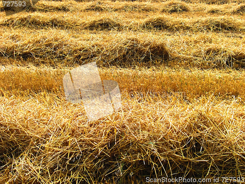 Image of Field