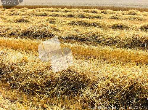 Image of Field