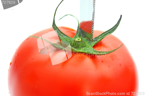 Image of Tomatos
