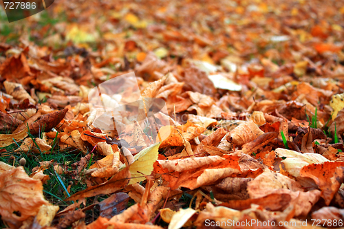 Image of Autumn