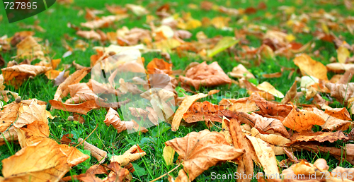 Image of Autumn