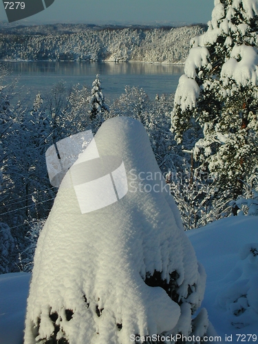 Image of Snow on tree by the fjord