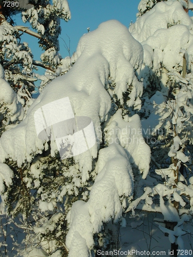 Image of Snow on trees