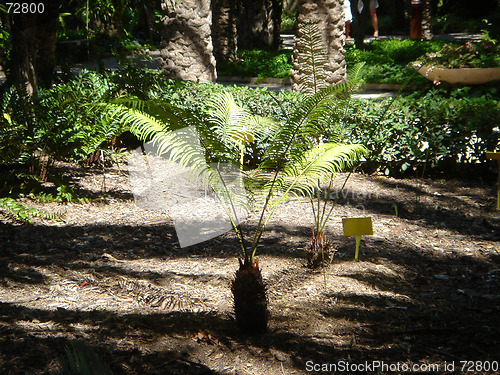Image of the palm in the sun