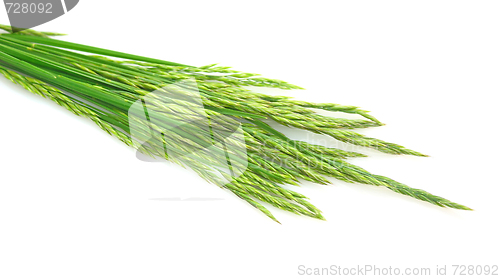 Image of Grass