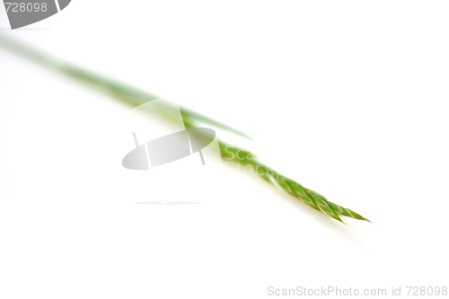 Image of Grass