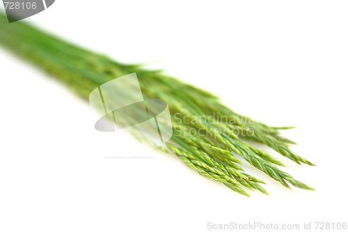 Image of Grass