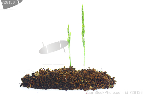 Image of Grass