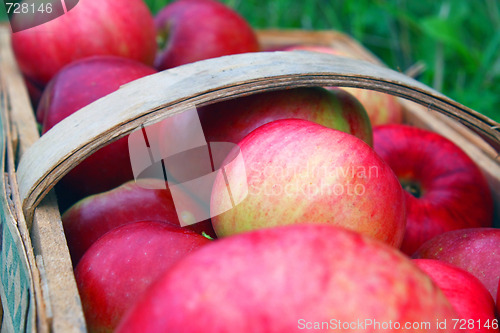 Image of the apple harvest