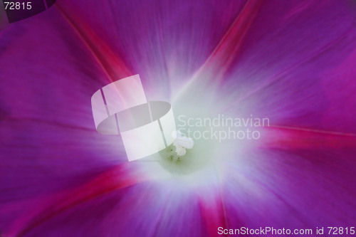 Image of Morning Glory