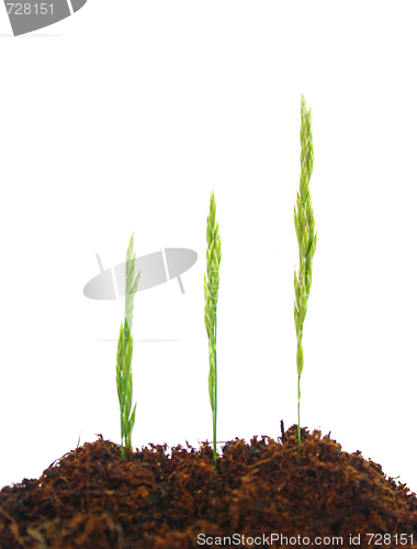 Image of Grass