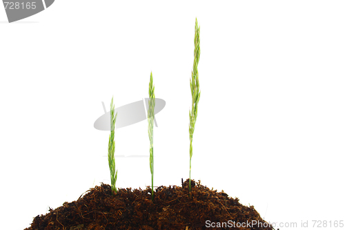 Image of Grass