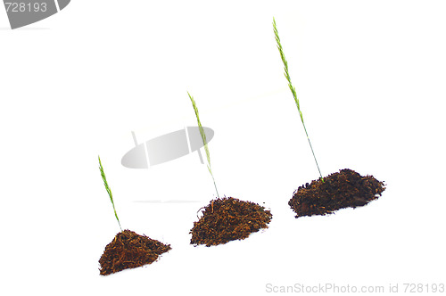 Image of Grass