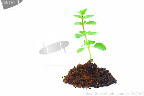 Image of Oregano