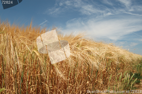 Image of Field of wheat