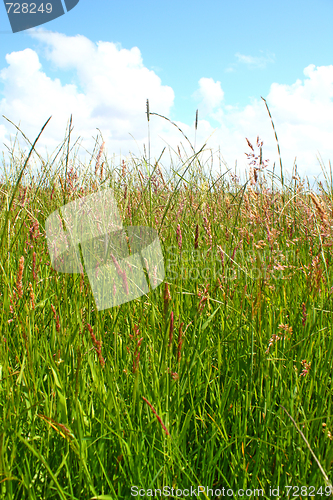 Image of Lawn