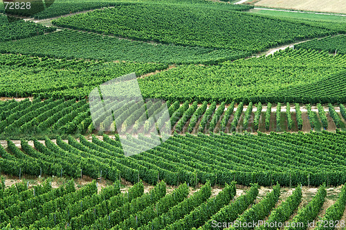 Image of Green vineyards