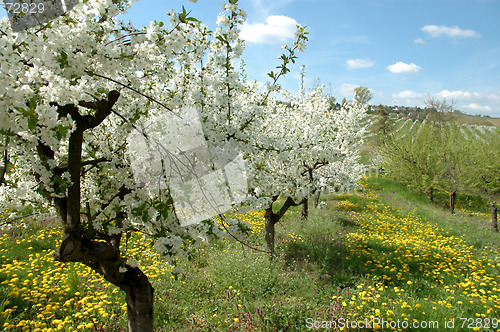 Image of Cherry garden