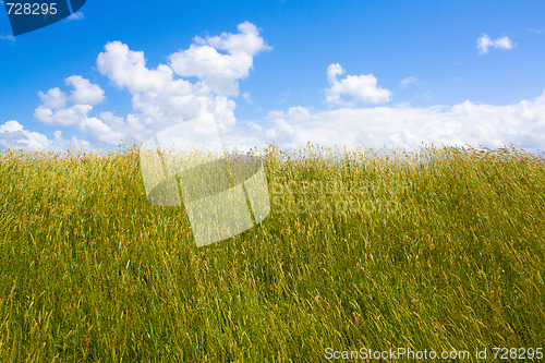 Image of Lawn