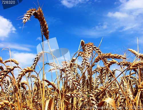 Image of Field