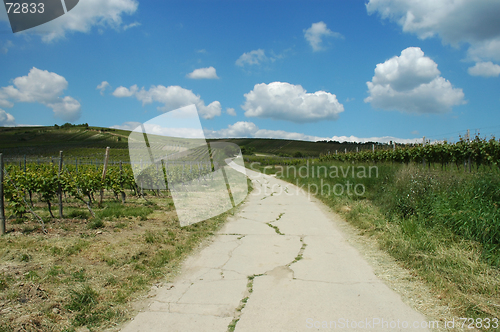 Image of Summer landscape