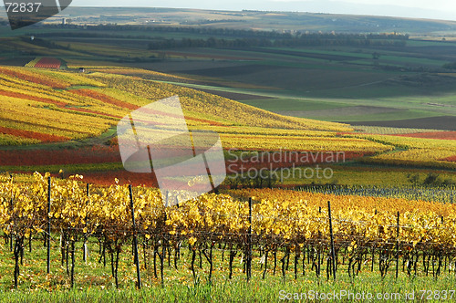 Image of Vineyards in autumn colors