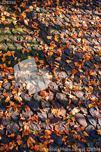 Image of Autumn