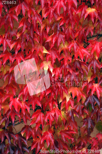 Image of Autumn