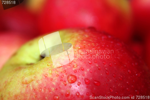 Image of the apple harvest