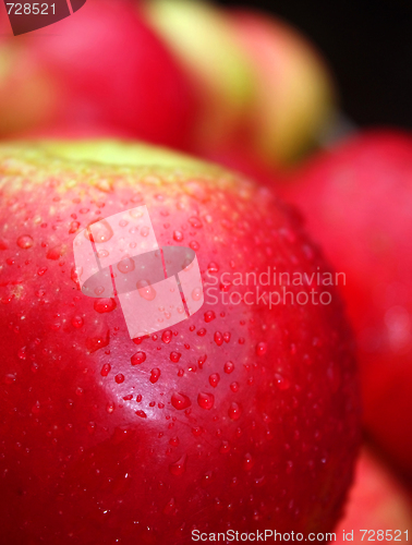 Image of the apple harvest