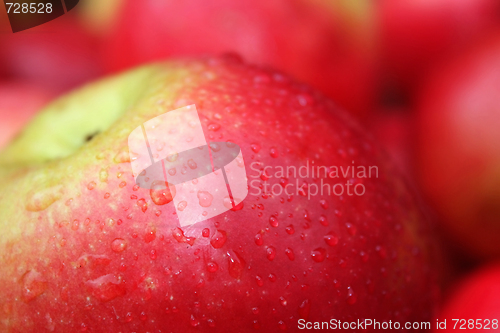 Image of the apple harvest