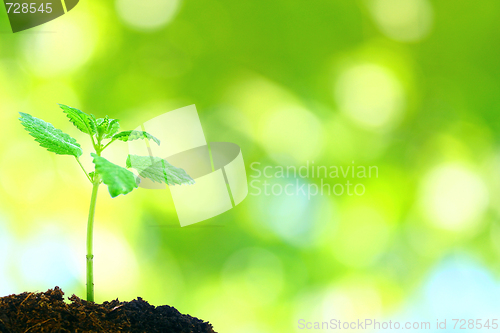 Image of Spring