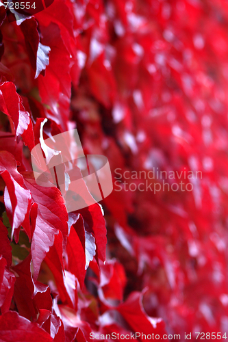 Image of Buntes Laub im Herbst