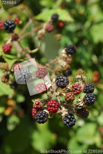 Image of wild blackberries bunch in nature