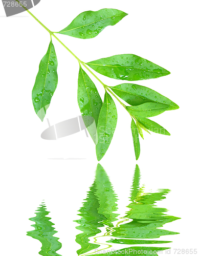 Image of Spring