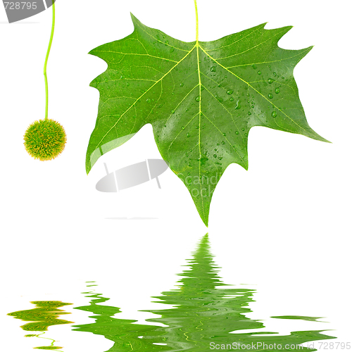 Image of Spring