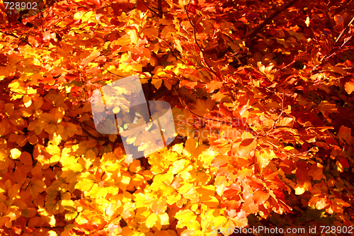 Image of Buntes Laub im Herbst