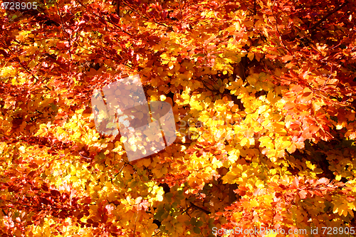 Image of Buntes Laub im Herbst