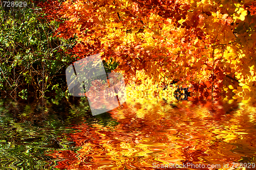 Image of Buntes Laub im Herbst