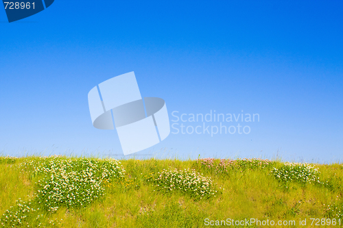 Image of Lawn