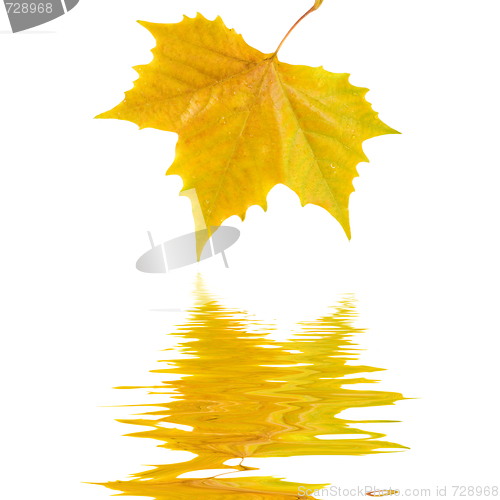 Image of Beautiful golden leaves in autumn