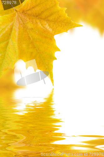 Image of Beautiful golden leaves in autumn