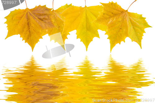 Image of Beautiful golden leaves in autumn