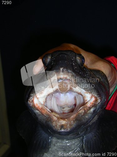 Image of Lump-fish