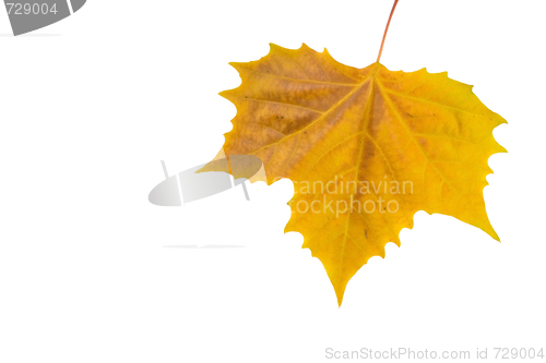 Image of Beautiful golden leaves in autumn