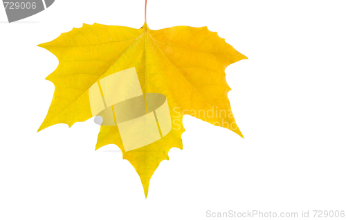 Image of Beautiful golden leaves in autumn