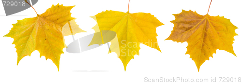 Image of Beautiful golden leaves in autumn