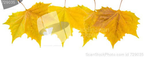 Image of Beautiful golden leaves in autumn