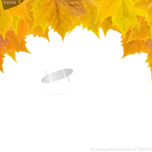 Image of Beautiful golden leaves in autumn