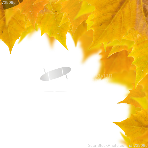 Image of Beautiful golden leaves in autumn